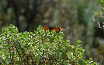 the journey of the Monarch butterflies